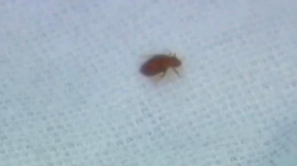 A bed bug